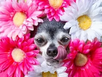 Chihuahua in a bed of flowers