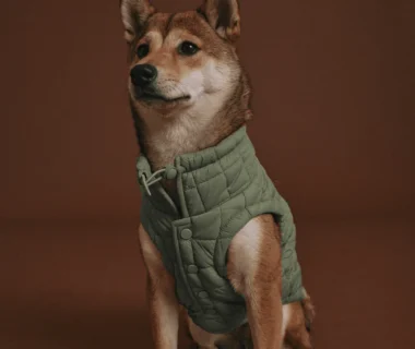 Clothes for Dogs...A Winter Necessity?