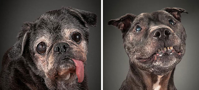 Reasons to Adopt a Senior Dog