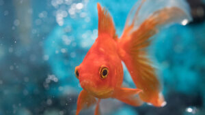goldfish-6.jpg